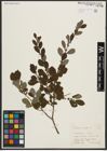 Foto von Salix aurita L.